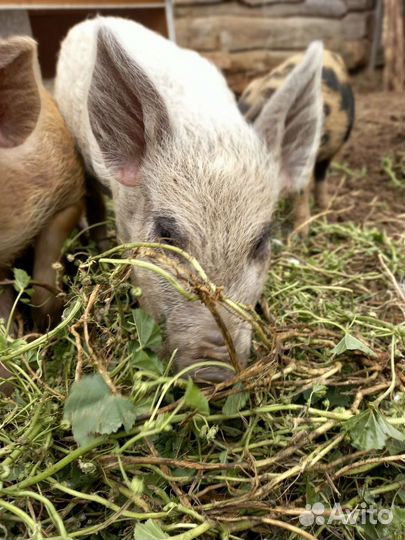 Свинки и кабанчики
