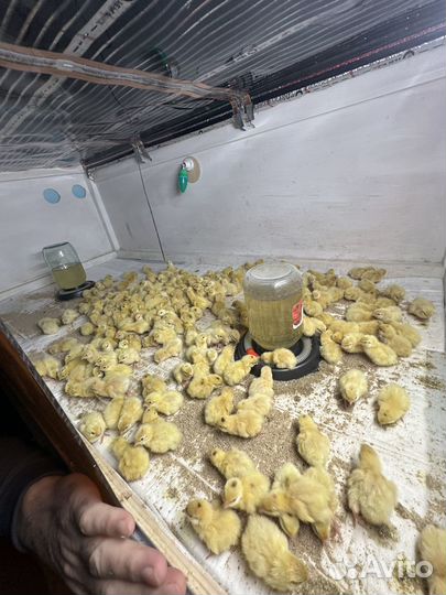 Инкубационное яйцо перепелов техас утяжеленный