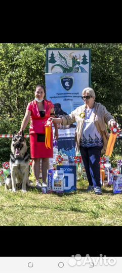 Щенки восточноевропейской овчарки