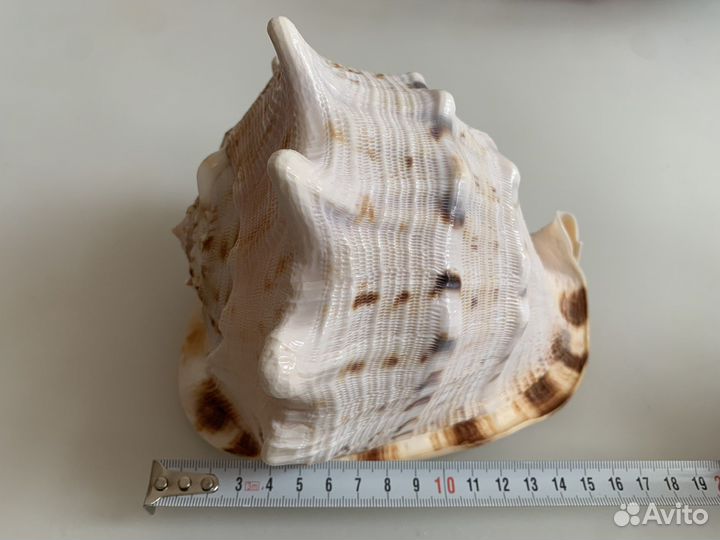 Большая морская раковина cassis cornuta ракушка