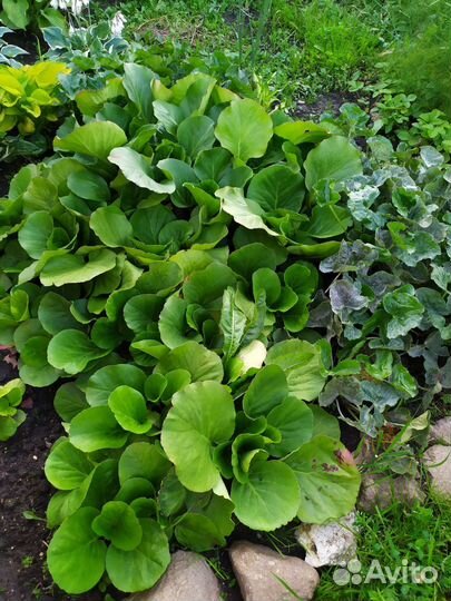 Бадан. Примула