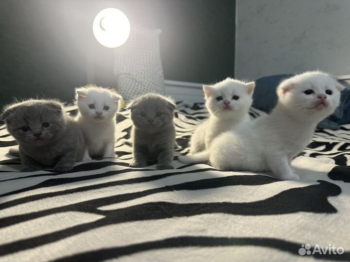 Шотландские вислоухие котята белые серые