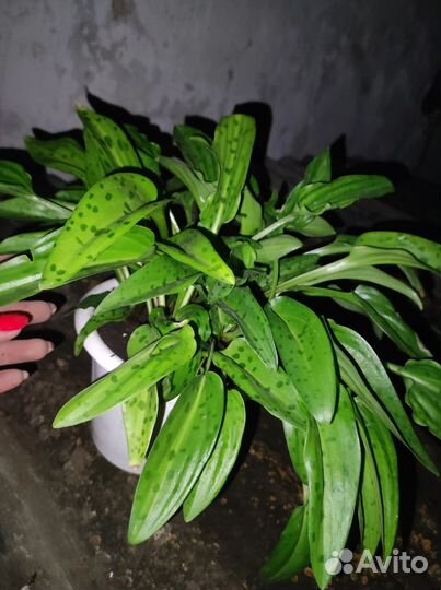 Дримиопсис