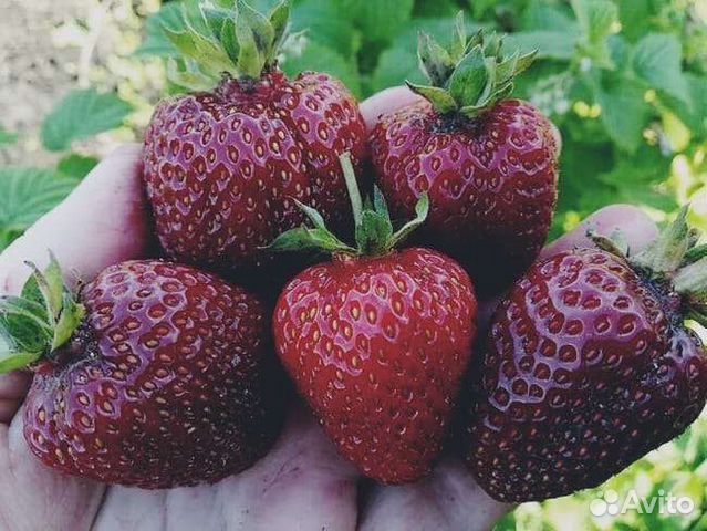 Семена клубники.разные сорта