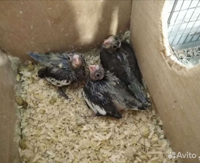 Птенцы корелла