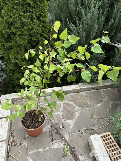 Береза саженцы