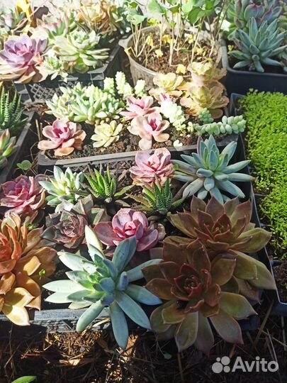 Продам цветы