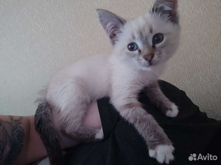 Котëнок