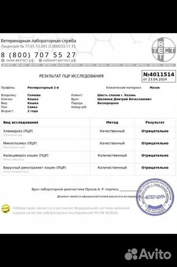 Кошечка ищет дом