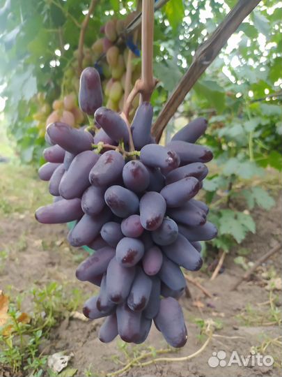 Продам черенки винограда