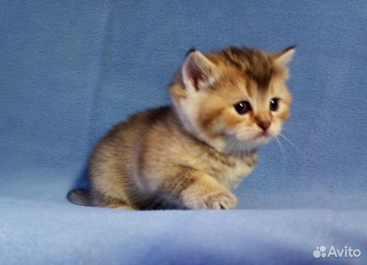 Британские котята Золотая шиншилла