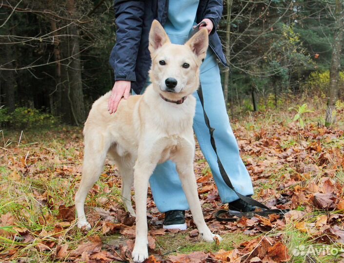 Щенок 1 год в добрые руки