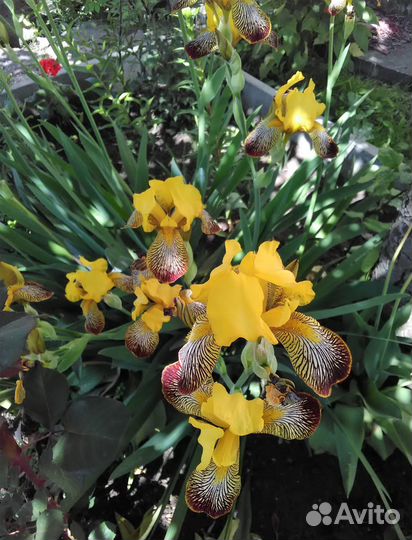 Ирис желтый + растение бонусом
