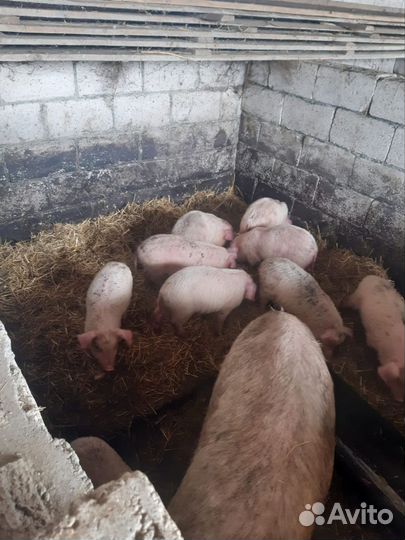 Поросята
