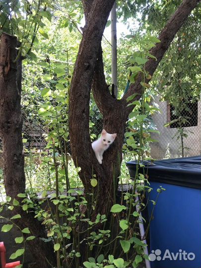 Котята 3 месяца
