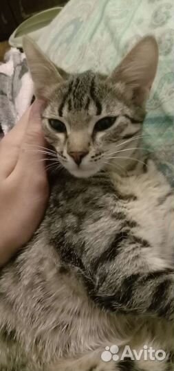 Котята в добрые руки бесплатно