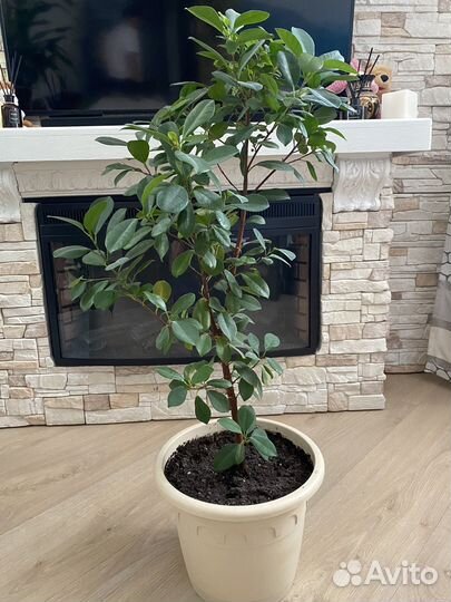 Фикус макломе