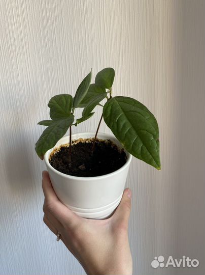 Росток хурмы