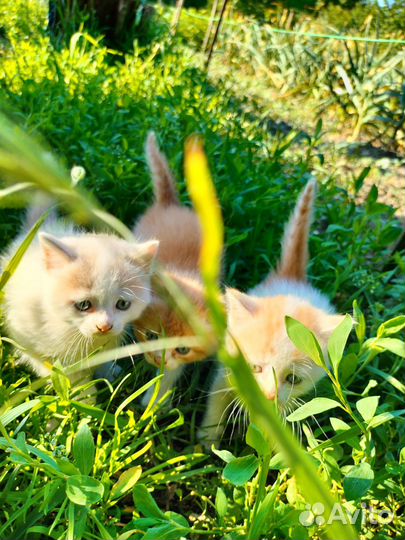Котят-милашек в добрые руки