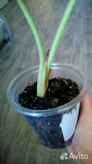 Алоказия купрея медная