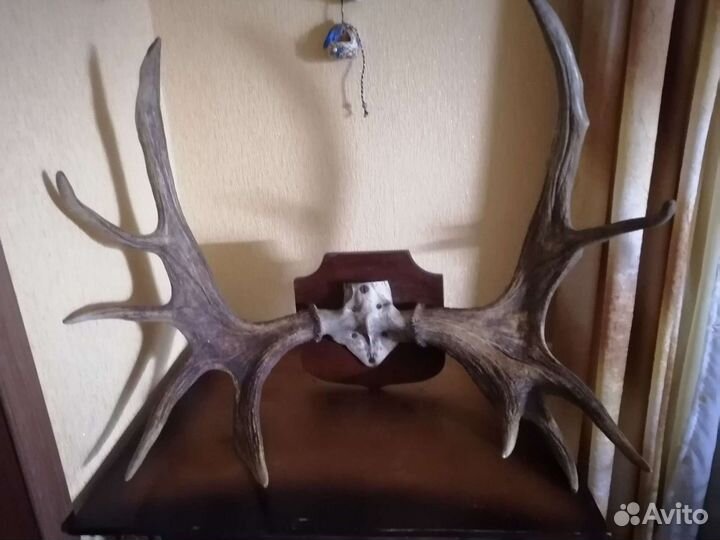 Продам рога лося