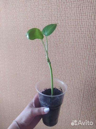 Сциндапсус