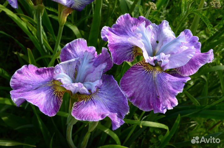 Сибирские и японские ирисы