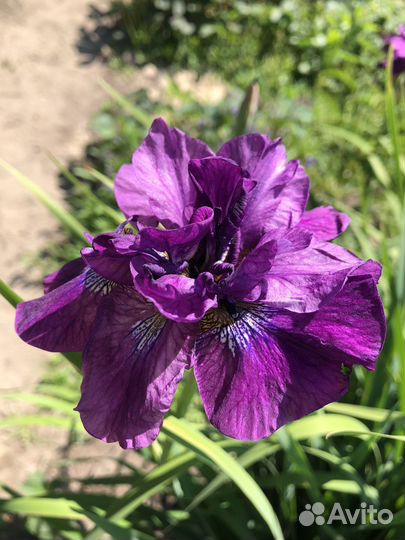 Сибирские и японские ирисы