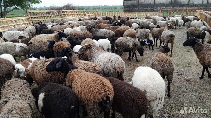 Бараны Дорперы Овцы ягнята