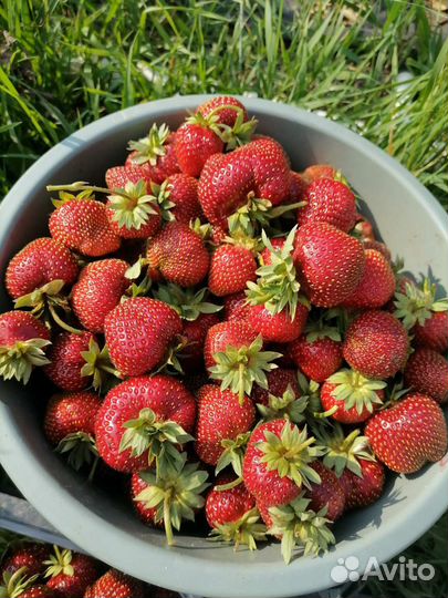 Рассада клубники Мальвина