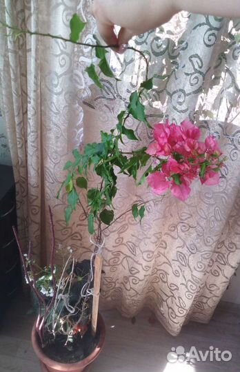 Бугенвиллия