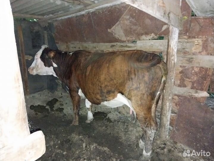 Корова дойная и тёлка