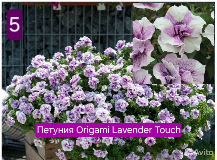 Вегетативная петуния