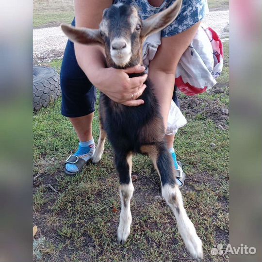 Англо нубийский козлик