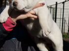 Девочки Среднеазиатская овчарка алабай щенки объявление продам