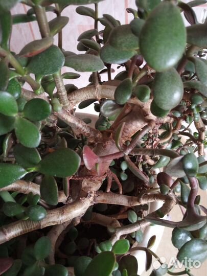 Толстянка(денежное дерево)