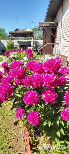 Корни Пиона