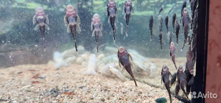 Сомики анциструсы