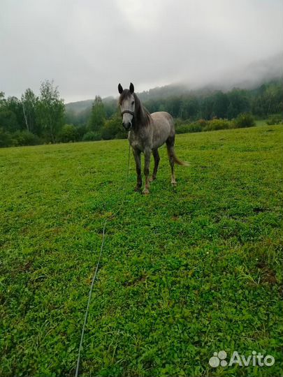 С.нижний комар