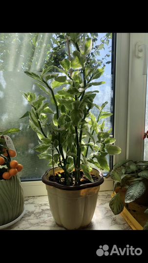 Цветы(педилантус,мандарин)