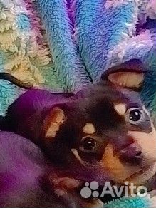 Той-терьер щенки