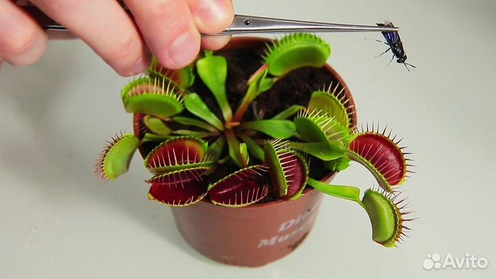 Венерина мухоловка