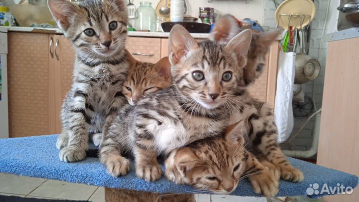 Бенгальские котята