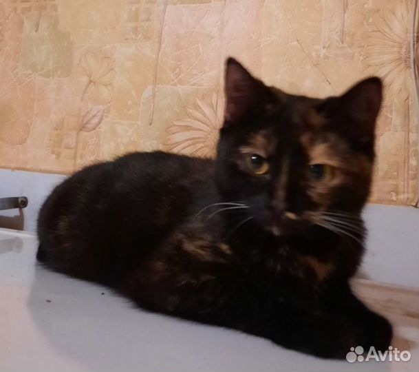 Котята- подростки