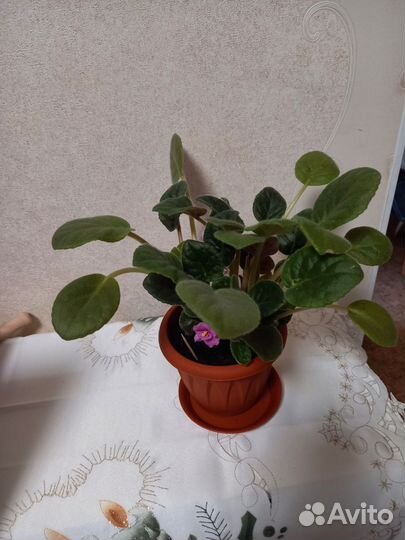 Цветущие фиалки