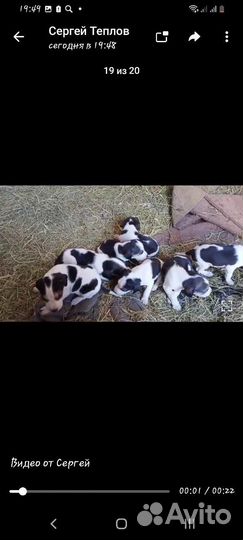 Щенки русской пегой гончей