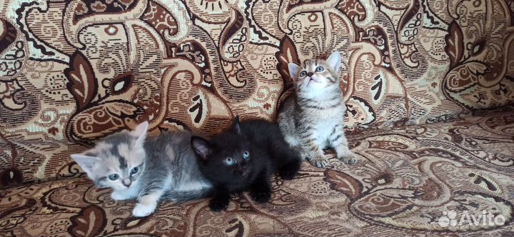 Отдам котят в добрые руки