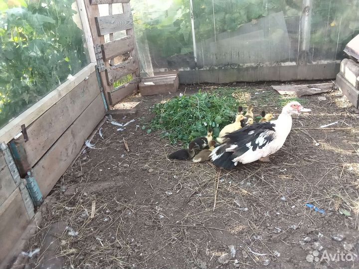 Мускусные утки индоутки индоутята