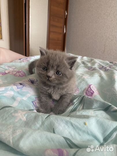 Британская кошка