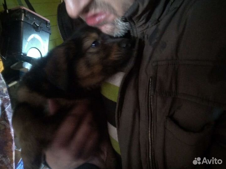 Отдам щенков в добрые руки